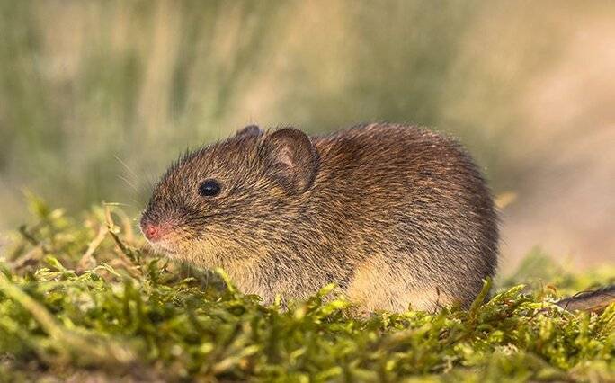 vole looking for food in the grass