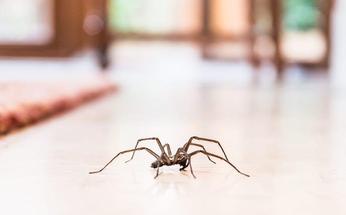 spider in a house