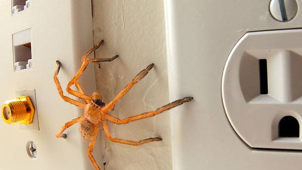 Spider Identification & Prevention