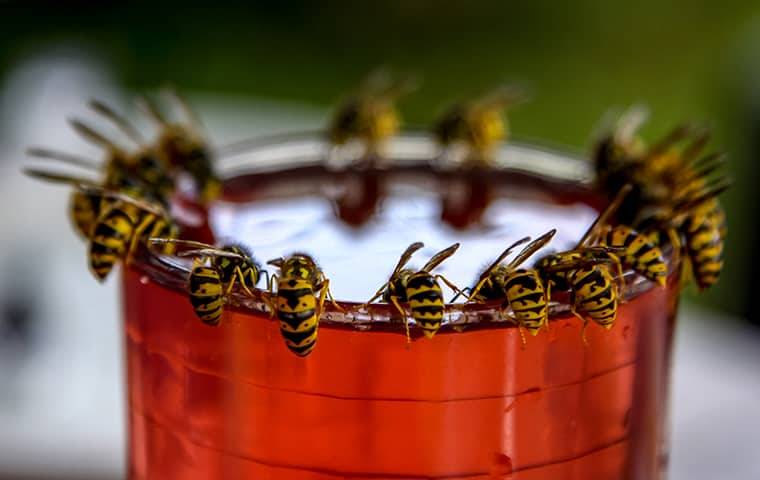 yellow jackets drinking out of cup