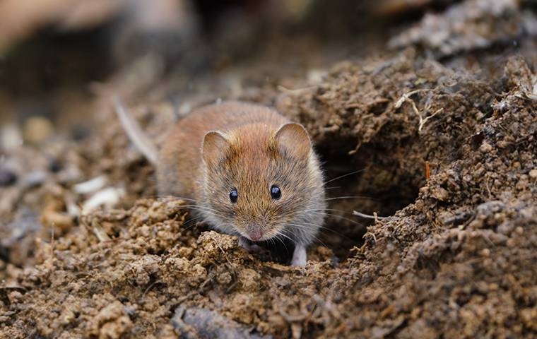 How To Trap Voles Out of Your Yard or Garden. 