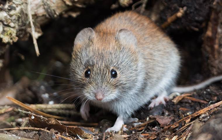 vole outside of a home