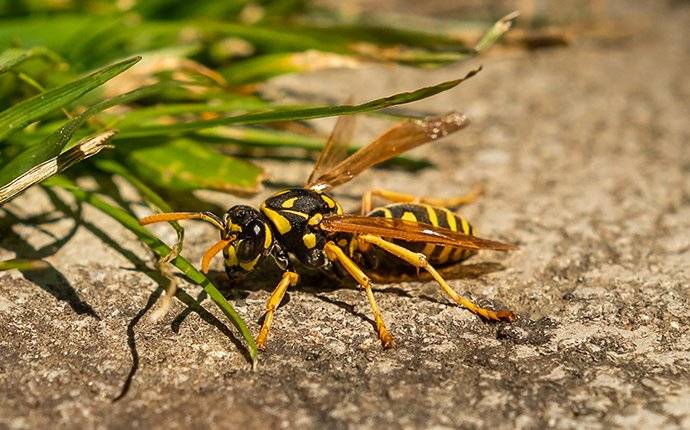 wasp on the ground
