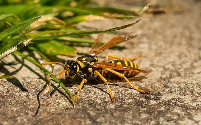 A Useful Hornet And Wasp Prevention Guide For Boise Yards