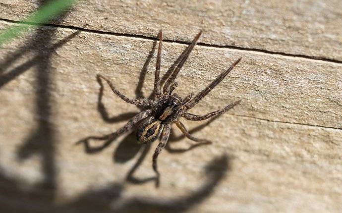 Are Wolf Spiders Dangerous? - Insectek Pest Solutions