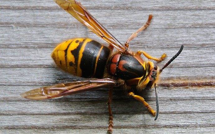 a yellow jacket on a twin falls picnic table