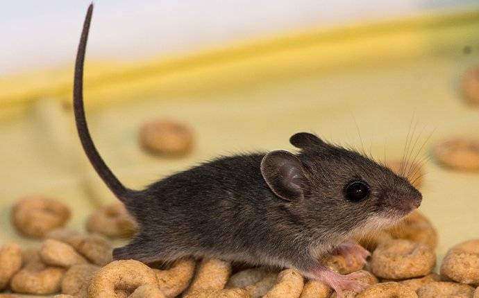 young mouse eating cereal