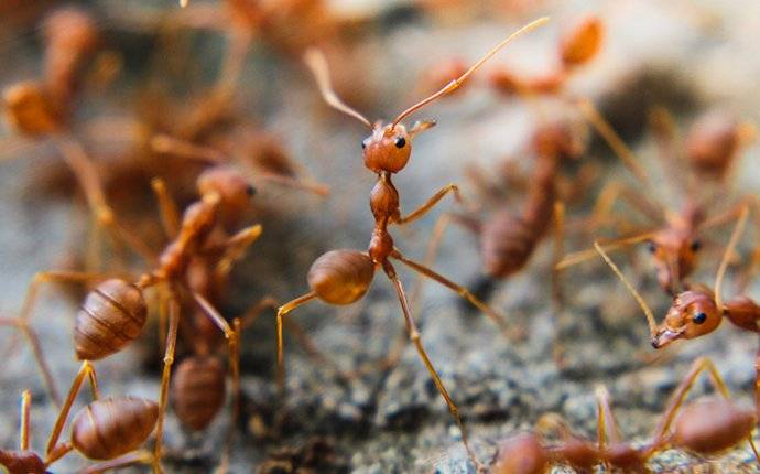 fire ants crawling around in hidden springs ID