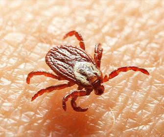 a tick on skin in meridian idaho
