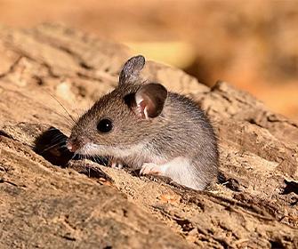 a mouse on wood in meridian idaho