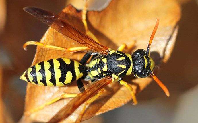 a hornet on a leaf