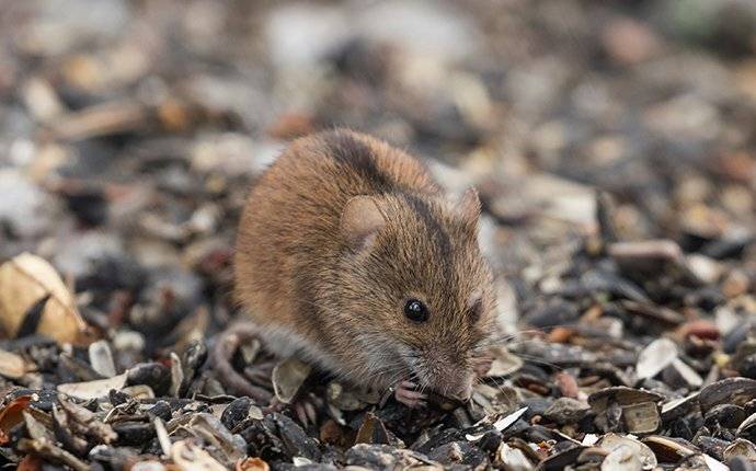 a house mouse eating seeds in an emmett idaho home