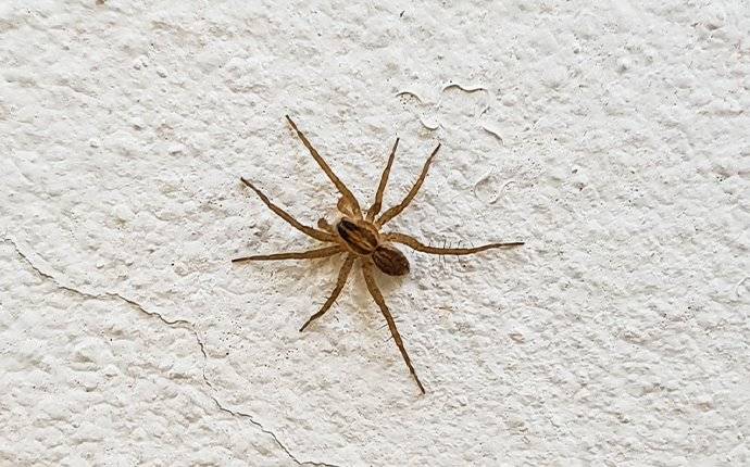 a house spider on a wall