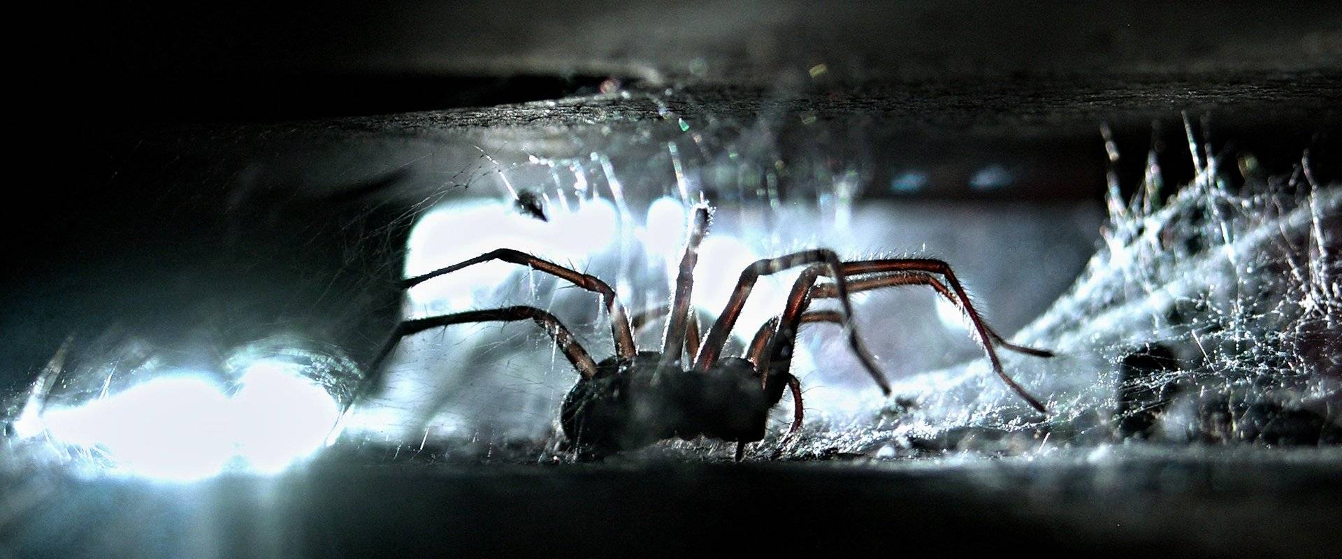 a house spider crawling in a basement