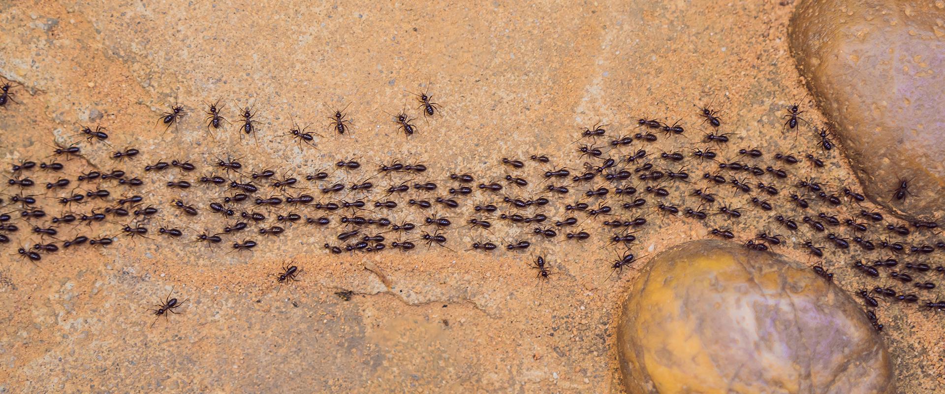 ants marching in the dirt in meridian idaho