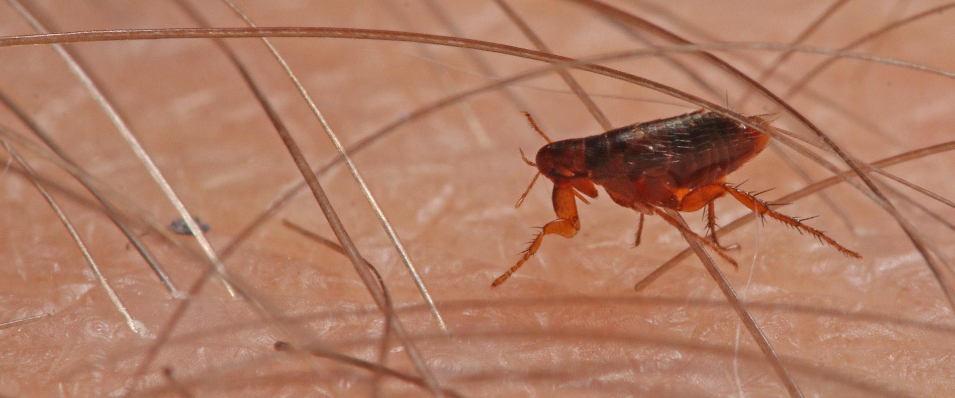 a flea on human skin in meridian idaho