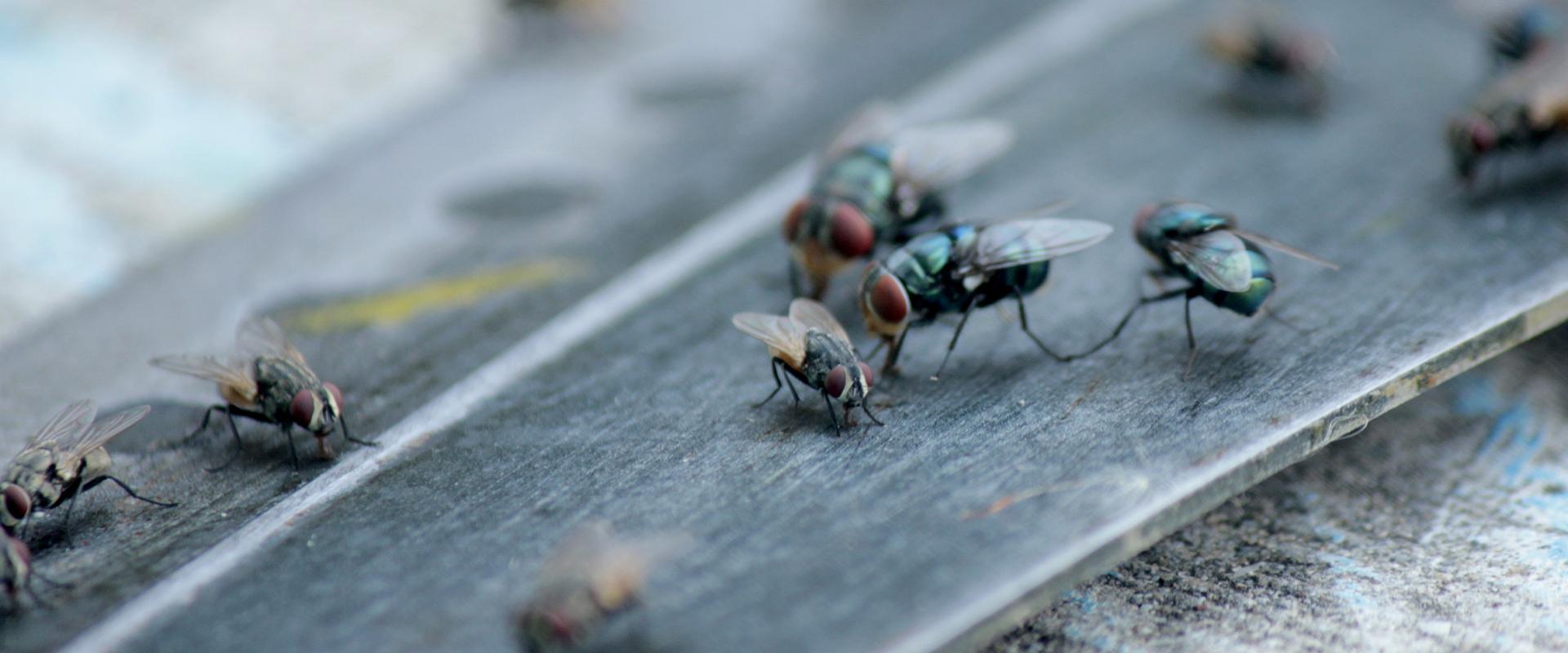 House Flies | Common Pest Identification In Boise & Meridian, ID