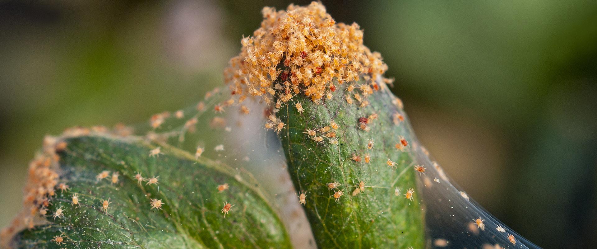 spider mites on a plant in meridian idaho