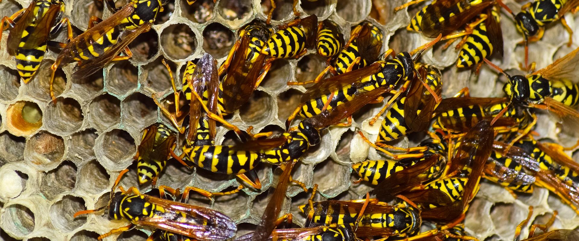 wasps in their nest in meridian idaho