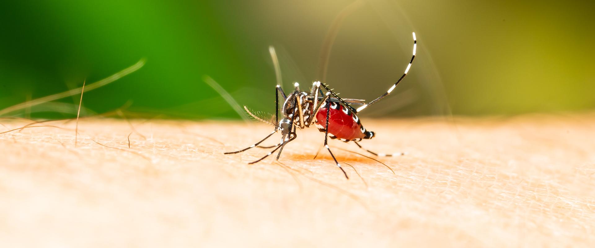 mosquito on human skin in meridian idaho