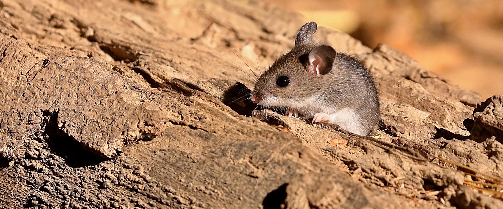 a mouse outside in meridian idaho