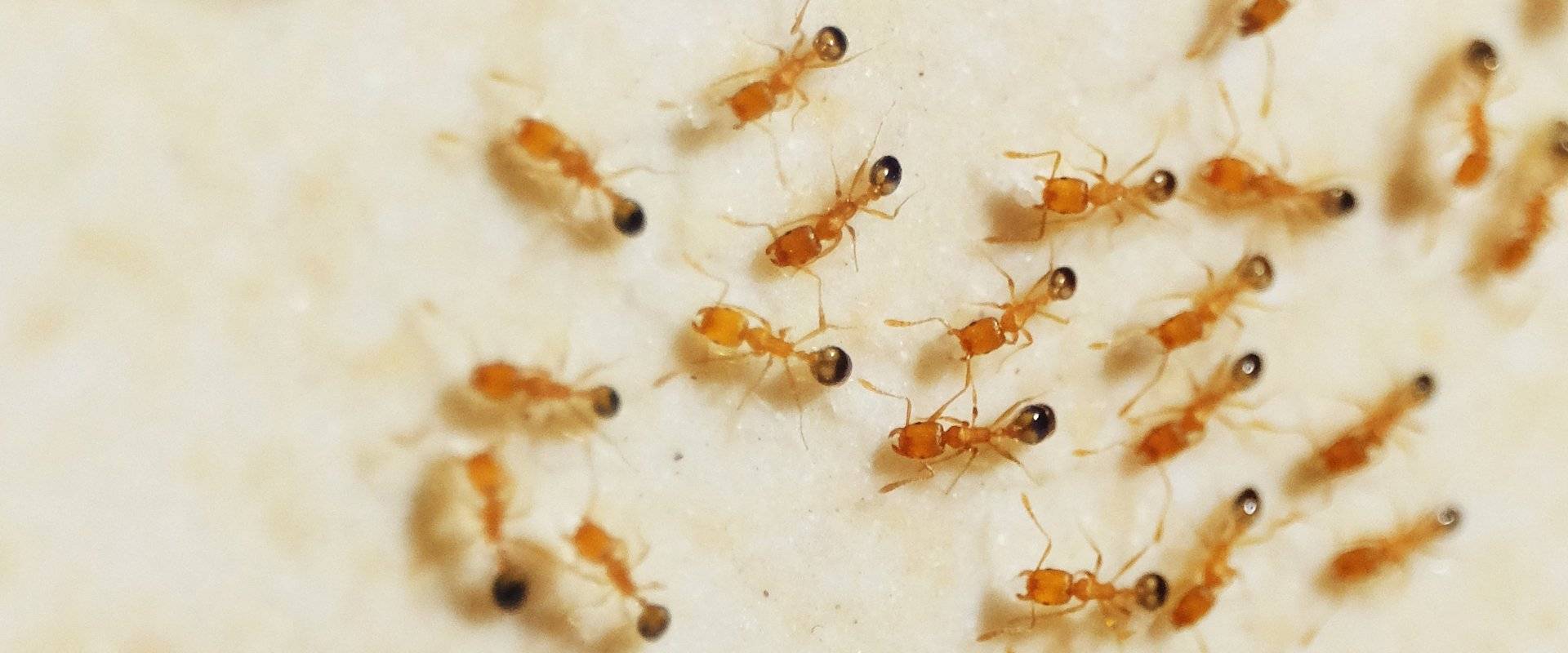 pharaoh ants crawling in a home