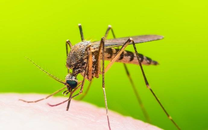 a mosquito biting skin in hidden springs ID