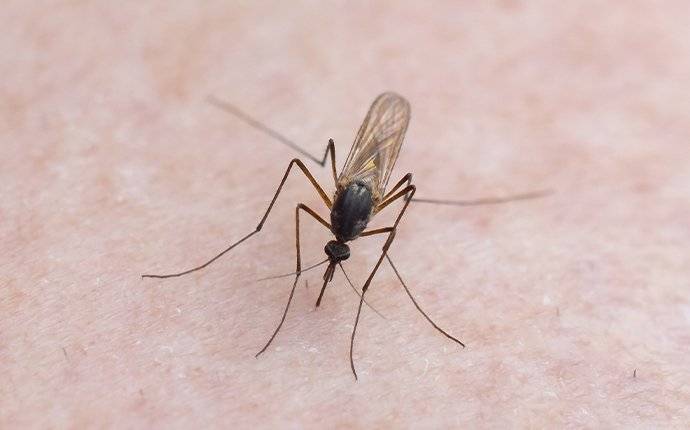 a mosquito biting skin in ada county ID