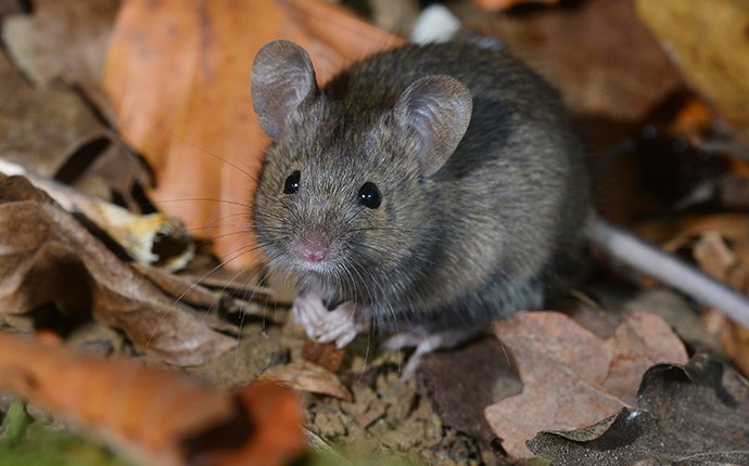 a mouse on leaves in meridian idaho