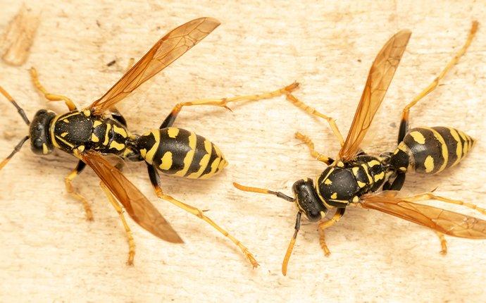 close up of wasps in caldwell idaho