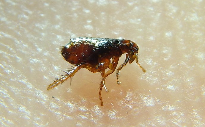 a flea on skin in meridian idaho