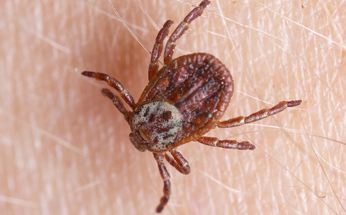 a tick on skin in meridian idaho