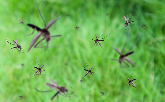 swarm of mosquitoes in meridian idaho