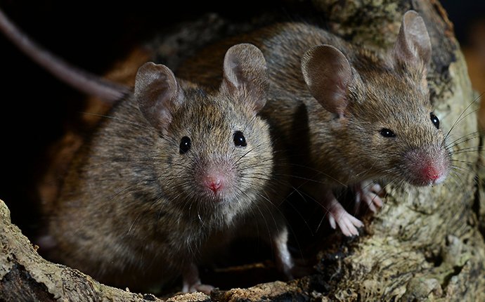 mice in a log in meridian idaho