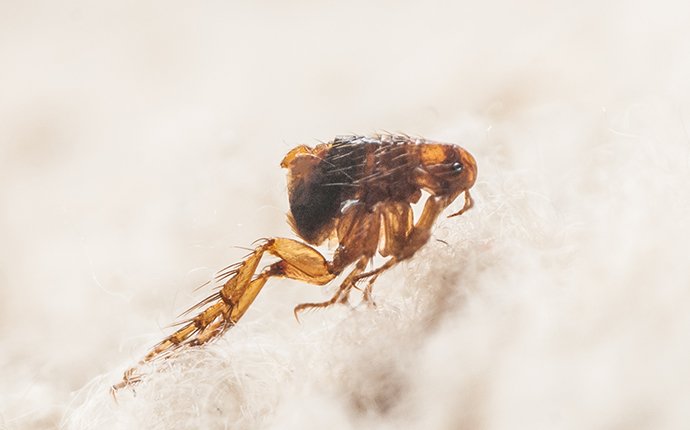 a flea jumping in dog hair in meridian idaho