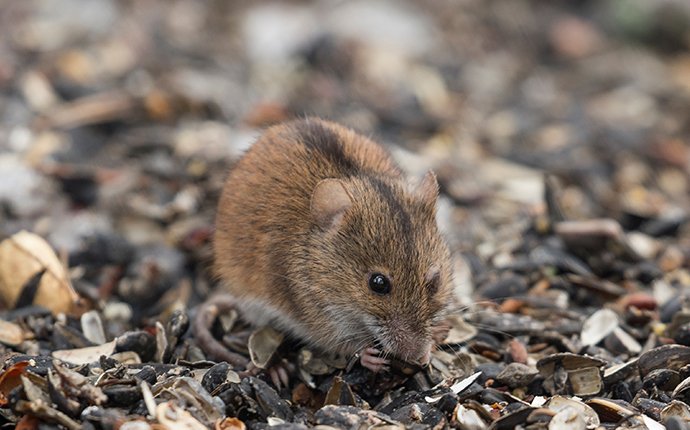 Mice | Common Pest Identification In Boise & Meridian, ID