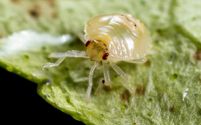 close up of a spider mite in meridian idaho