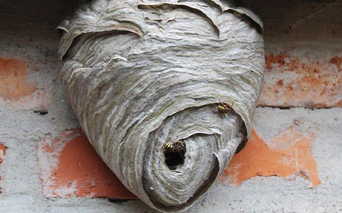 a hanging wasps nest in meridian idaho