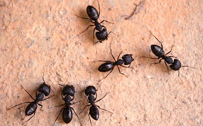 ants on concrete in meridian idaho