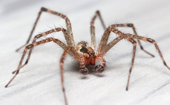 spider in garden city id