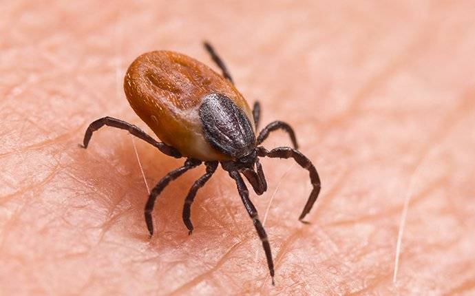 a tick biting human skin