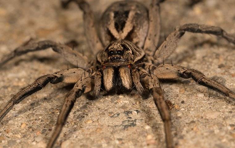 a wolf spider crawling on the ground