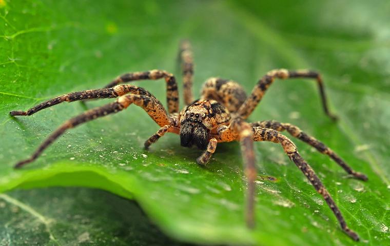 Spider Control In Ithaca, New York | Sweeney's Pest Elimination, LLC