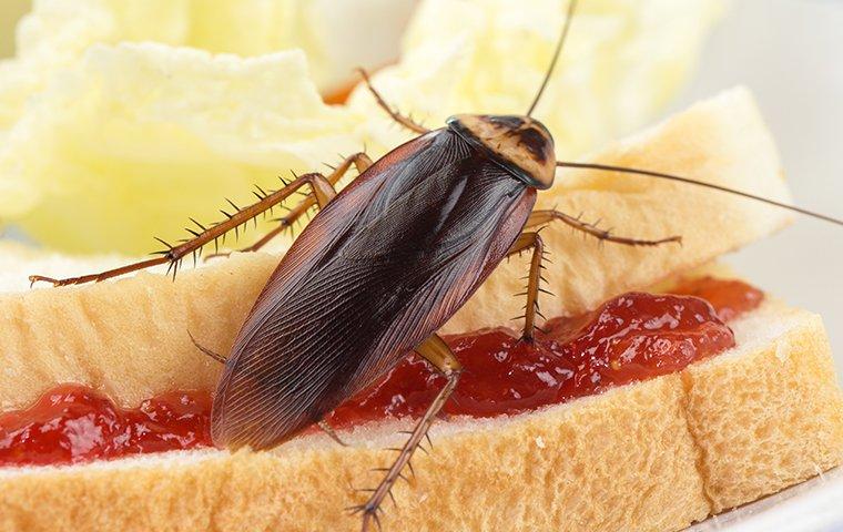 cockroach eating a sandwich