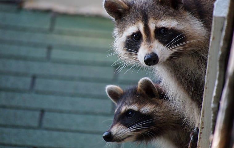 two raccoons on the roof of a house