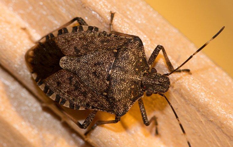 a stink bug crawling on wood trim inside a home