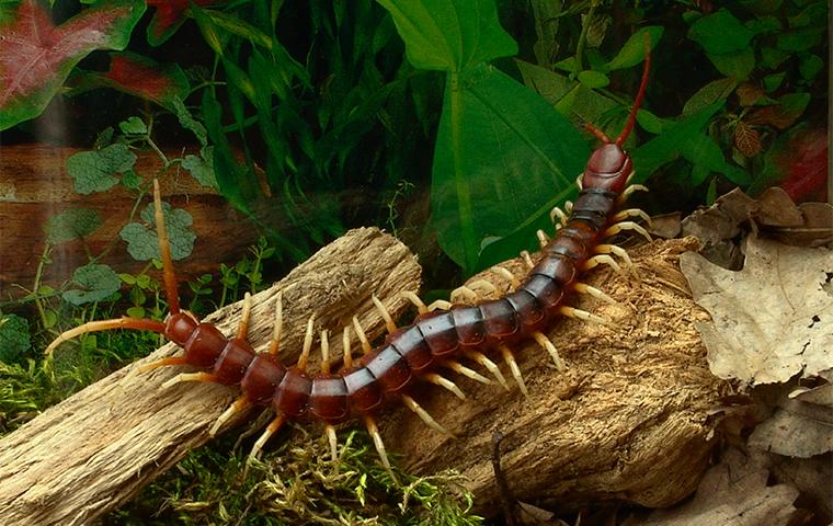 centipede on a rock