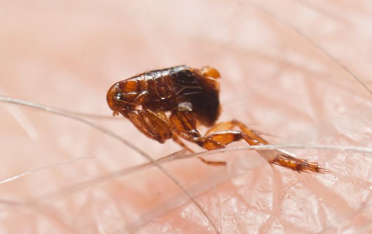 flea jumping on skin