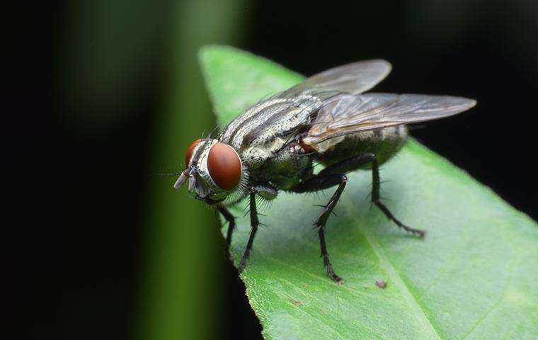 a cluster fly on a leaf