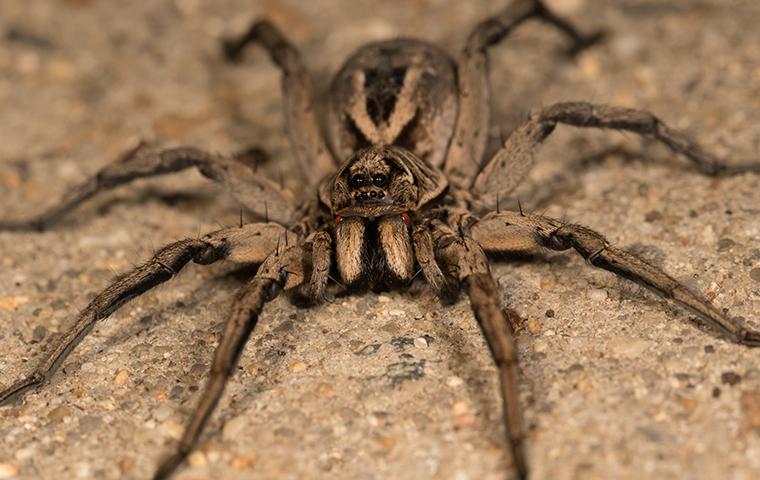 wolf spider in the dirt